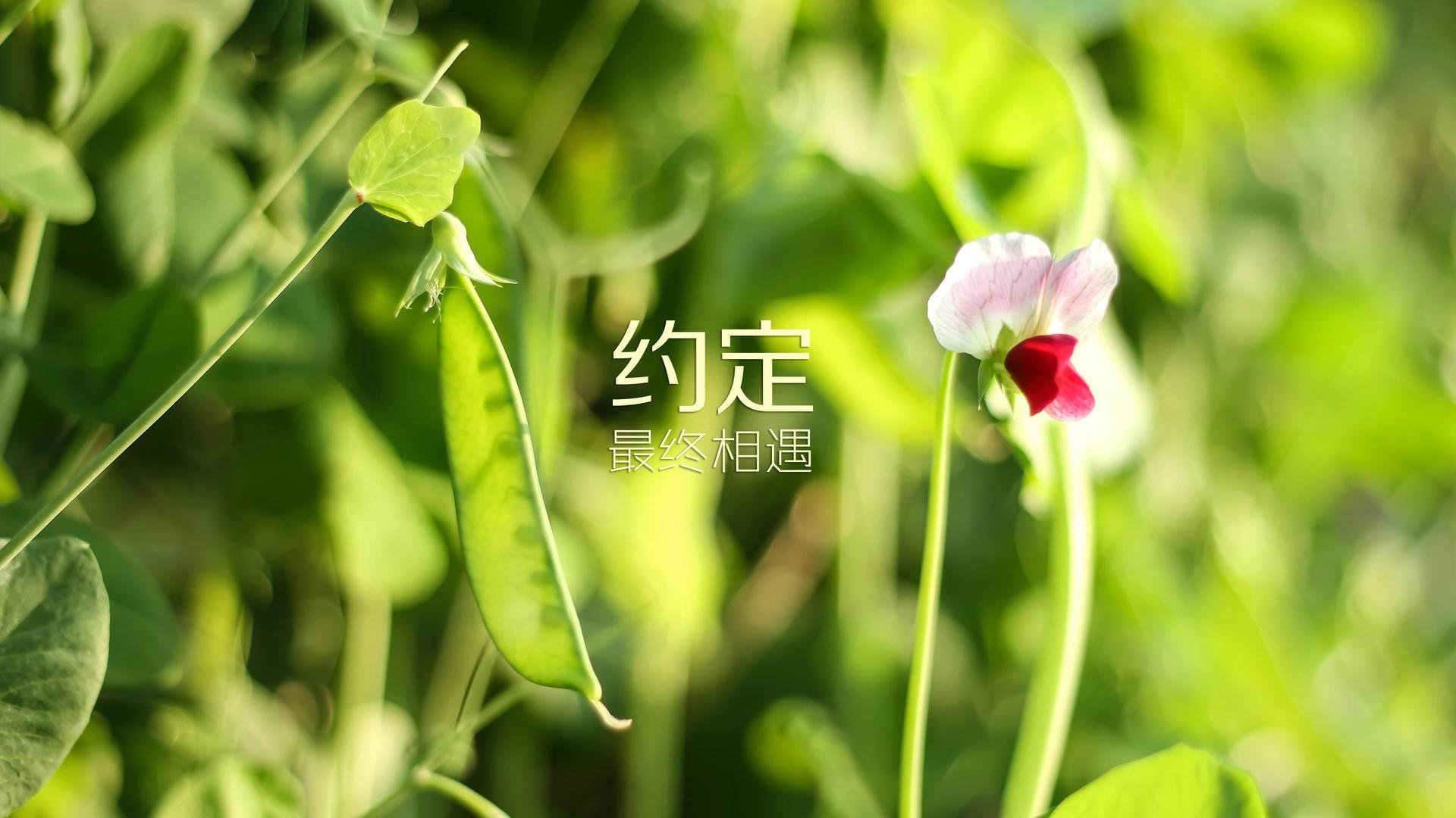 开云·Kaiyun网页版-_老鹰快攻积极，场面火爆引人入胜_，老鹰集锦