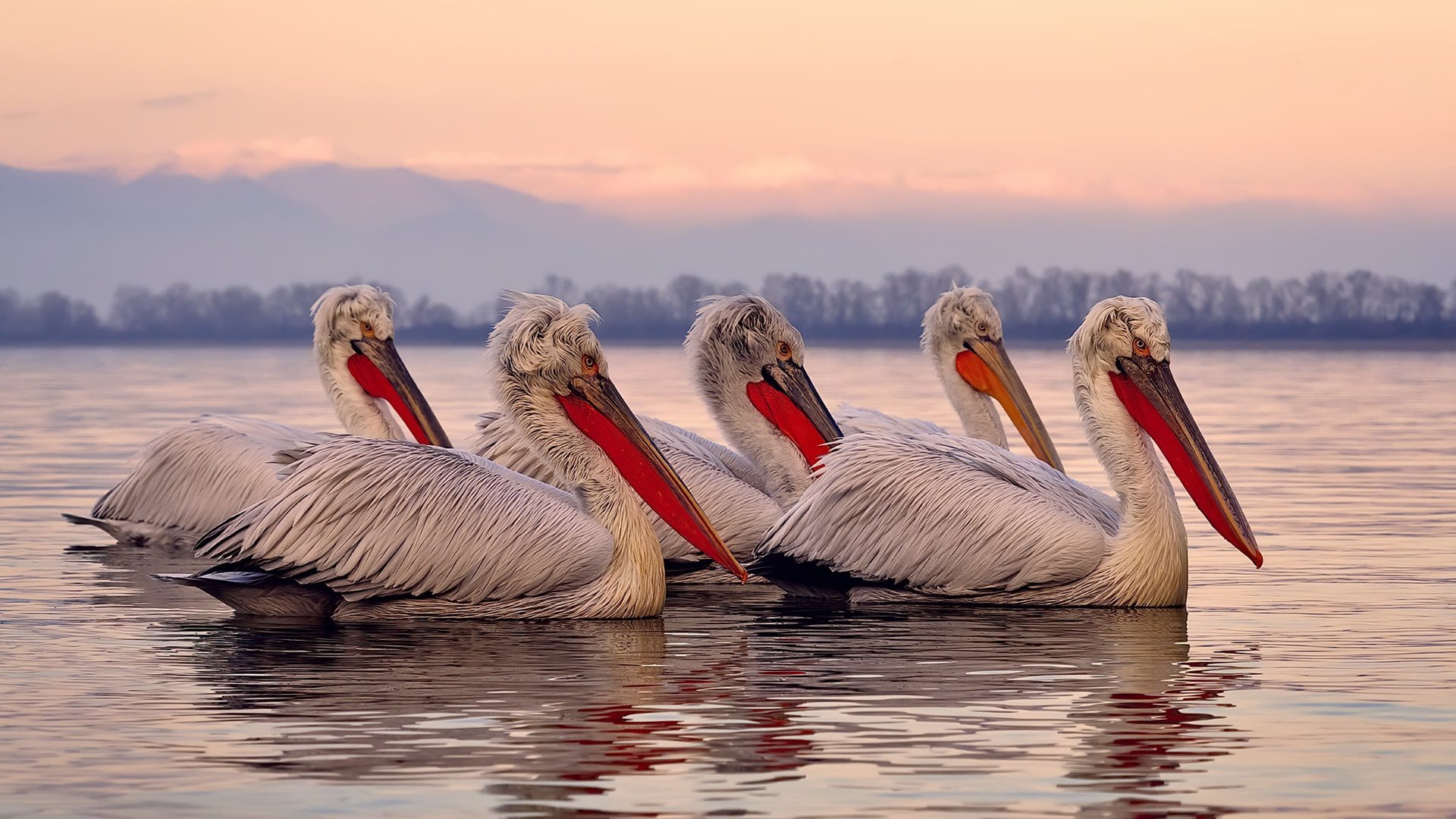 切尔西在世界杯模式首秀中脱颖而出，切尔西世俱杯输给谁了