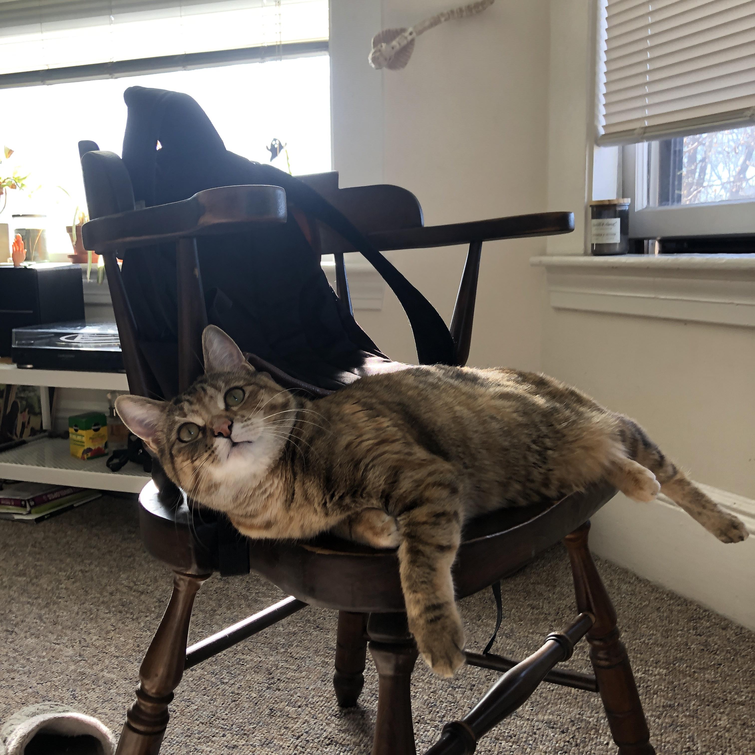 北京鸭全队士气高涨备战新赛季,北京鸭百度百科