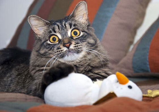 波兰队赛制分析：如何根据比赛的进程调整战术安排，波兰联赛水平