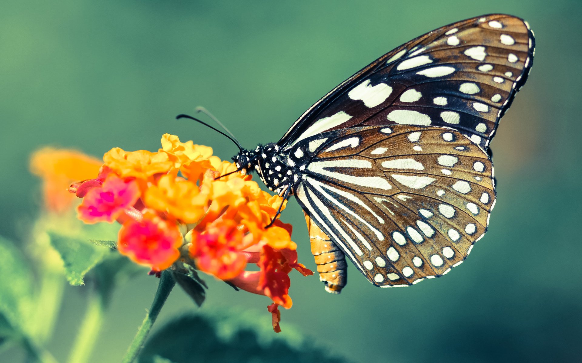 皇家社会控球精度提升扩大控场范围，皇家社会新球场