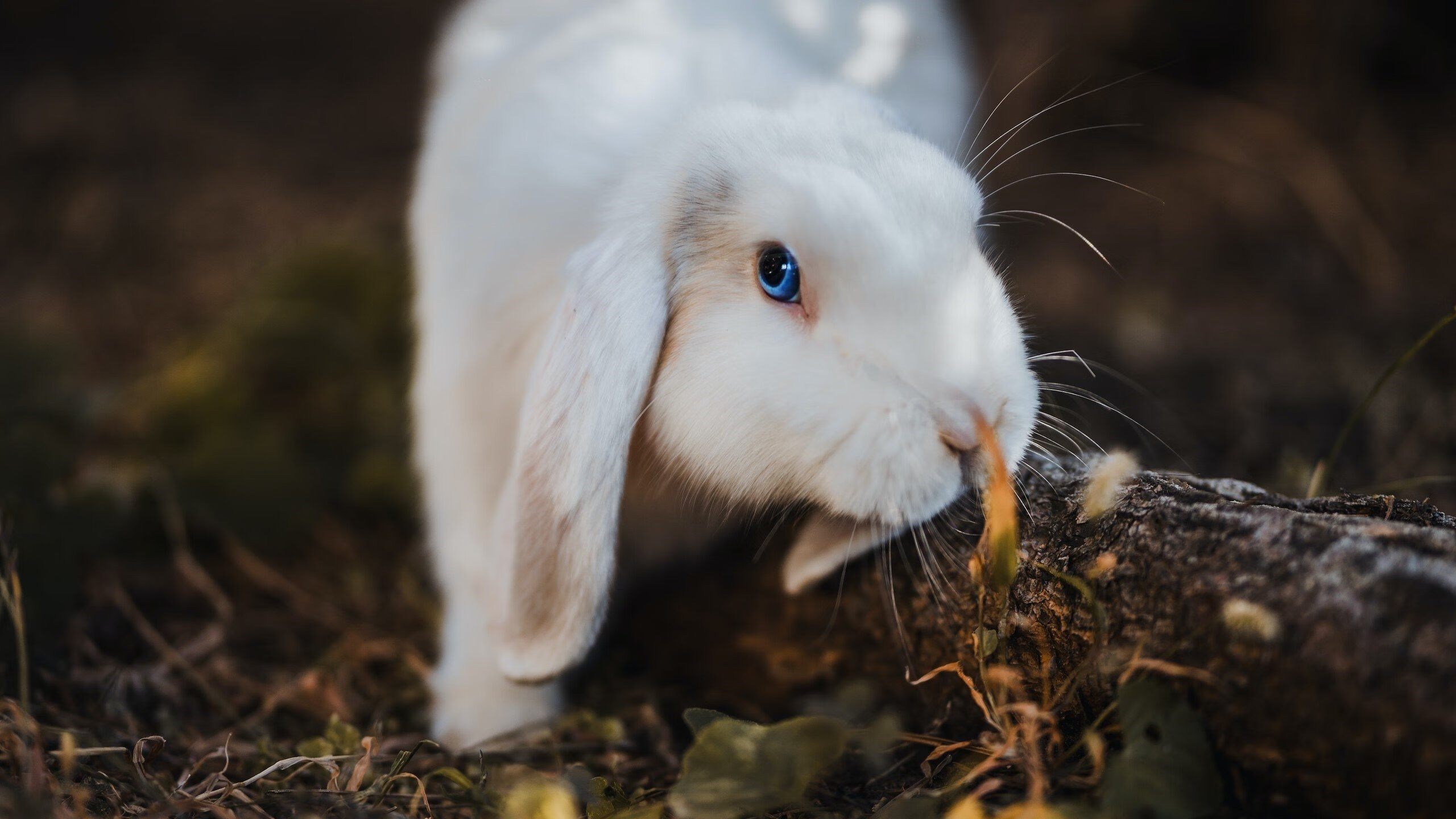 开云网页版登录入口-丁俊晖助阵斯诺克公益推广日，丁俊晖做斯诺克反败为胜视频