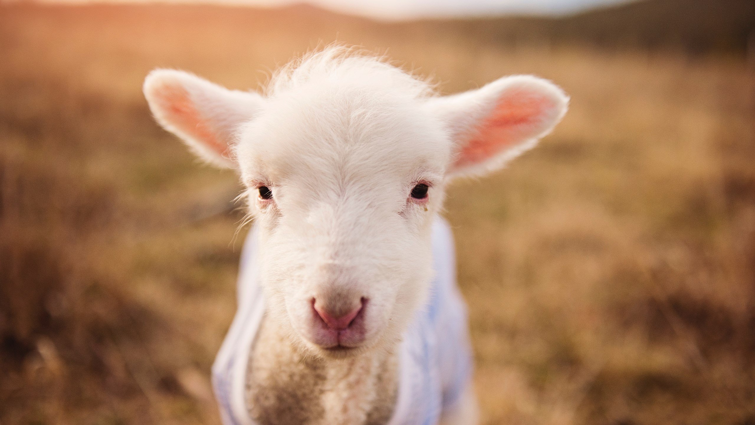 开云官方-中国足球青训项目设立球员身心发展观察日志，中国足球青训的现状