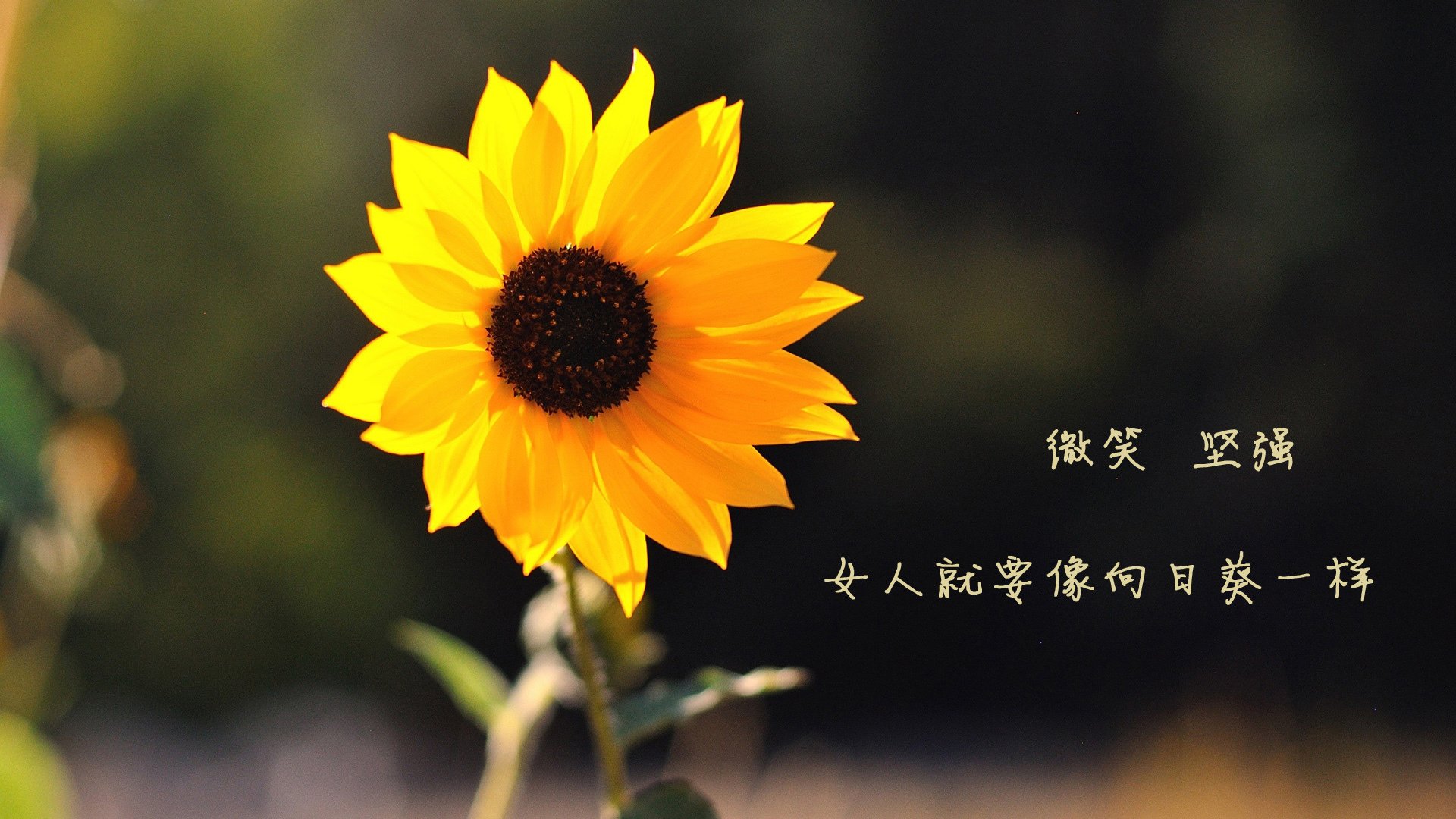 开云官网APP下载-划频–划幅匹配优化，提升推进力，划幅和划频