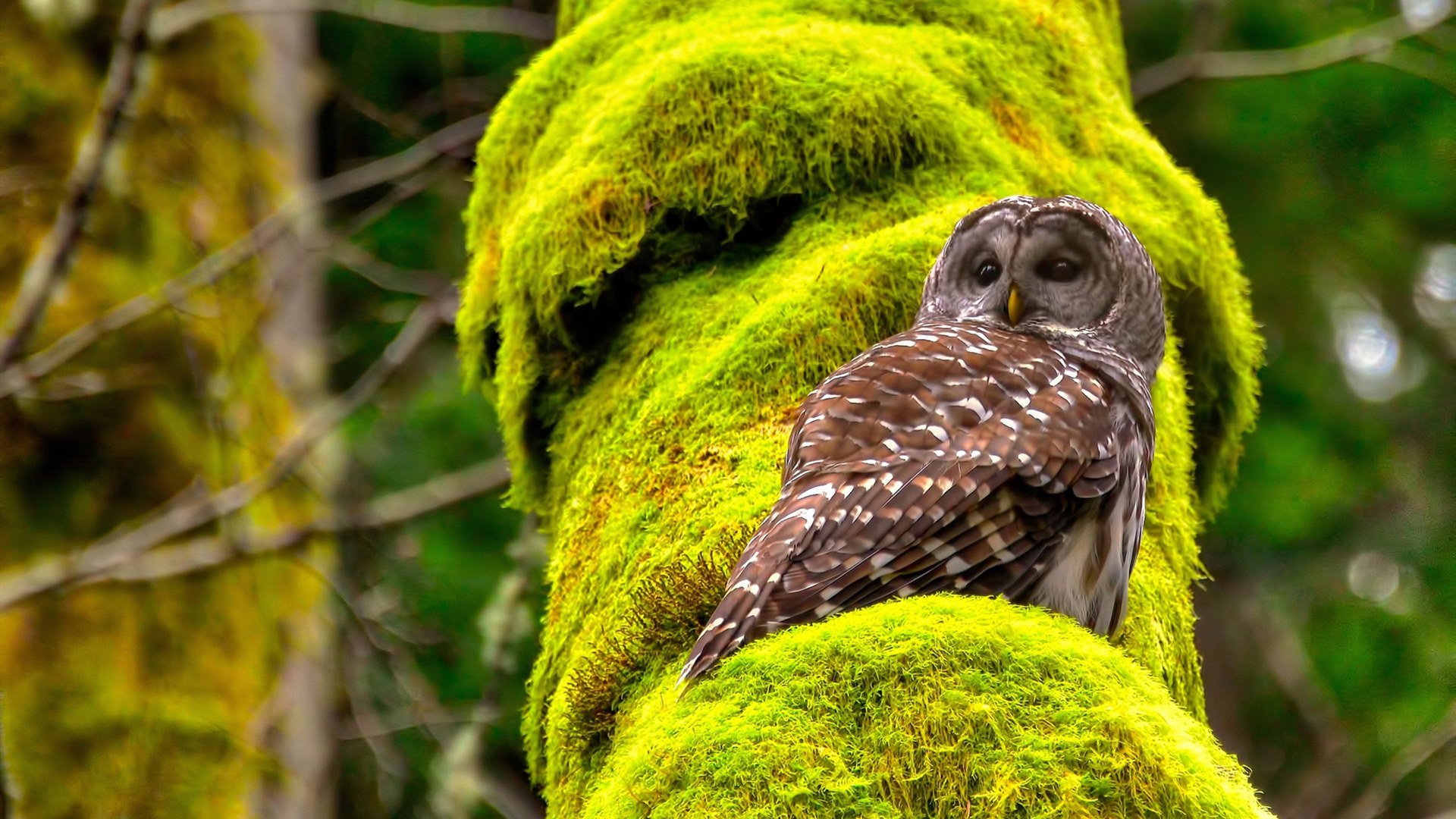 开云网页版登录入口-女子篮球引入专业营养师辅助科学饮食规划，女子篮球运动员的选拔标准