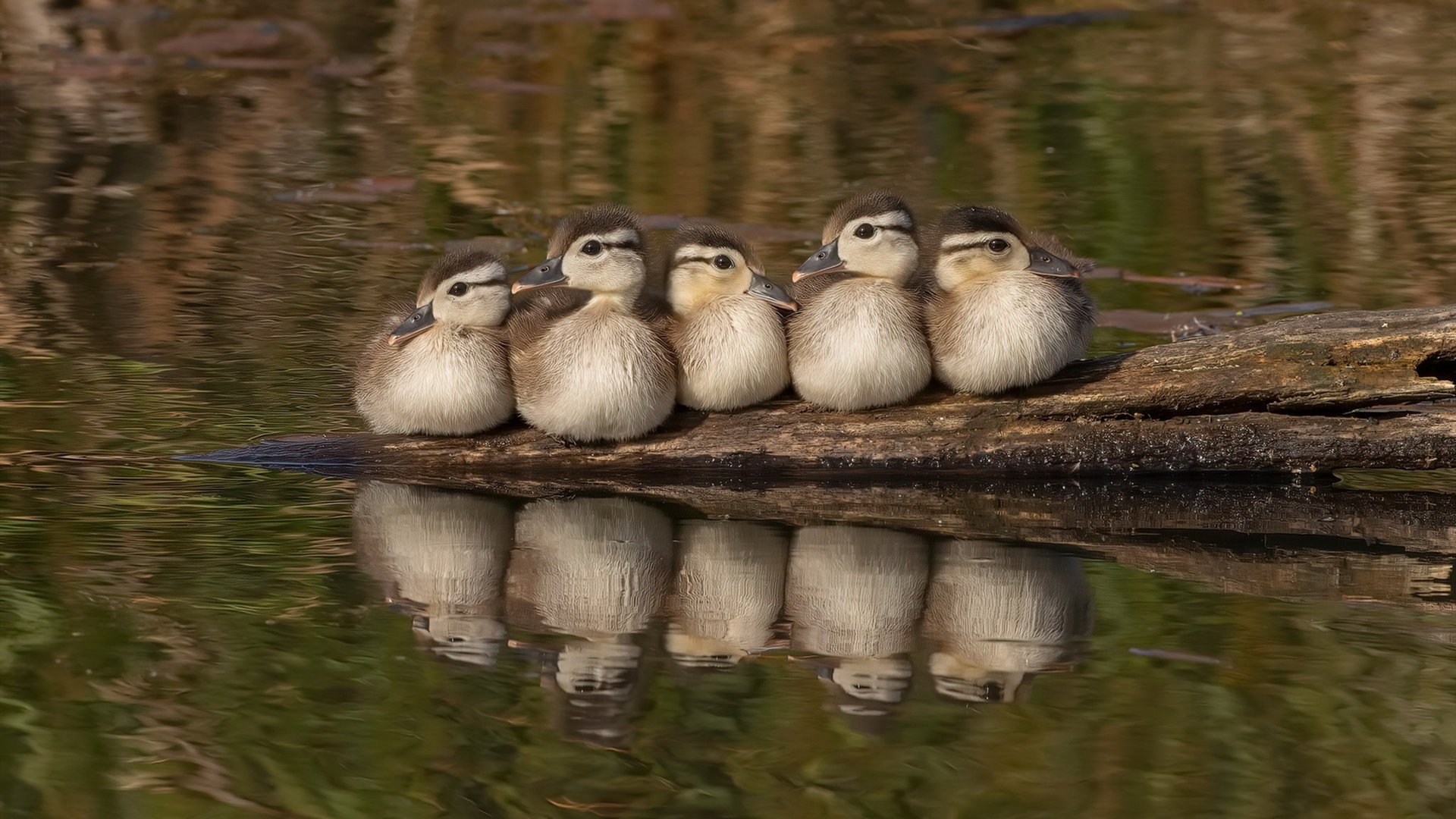 独行侠组织队内战术解说赛锻炼球员表达与理解，独行侠队简介