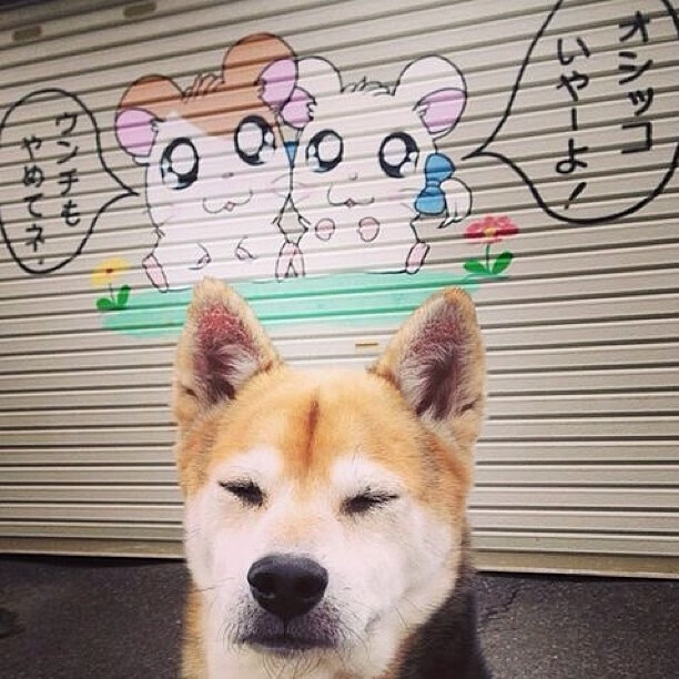 跳水高台项目瑞士完成高难动作，高台跳水比赛